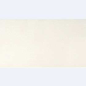 Полоса павловния магнолия